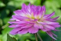 Lavender-lilac waterlily type flower of Dahlia Bitsy